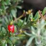 Fotografia 6 da espécie Podocarpus lawrencei do Jardim Botânico UTAD