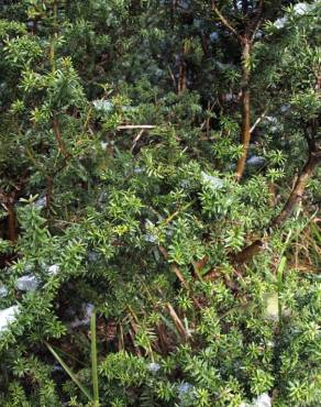 Fotografia 8 da espécie Podocarpus lawrencei no Jardim Botânico UTAD