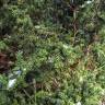 Fotografia 8 da espécie Podocarpus lawrencei do Jardim Botânico UTAD
