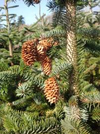 Fotografia da espécie Picea sitchensis