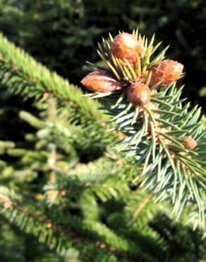 Fotografia 4 da espécie Picea sitchensis no Jardim Botânico UTAD