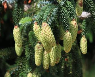 Fotografia da espécie Picea sitchensis