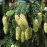Fotografia 6 da espécie Picea sitchensis do Jardim Botânico UTAD