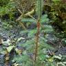 Fotografia 7 da espécie Picea sitchensis do Jardim Botânico UTAD