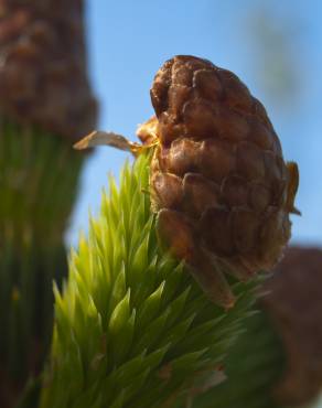 Fotografia 8 da espécie Picea sitchensis no Jardim Botânico UTAD