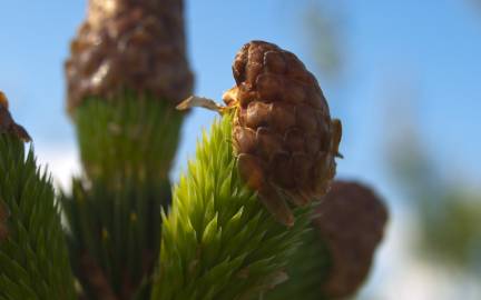 Fotografia da espécie Picea sitchensis