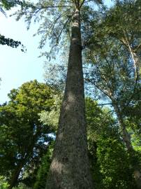 Fotografia da espécie Picea sitchensis