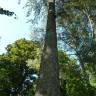 Fotografia 9 da espécie Picea sitchensis do Jardim Botânico UTAD
