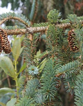 Fotografia 13 da espécie Picea sitchensis no Jardim Botânico UTAD