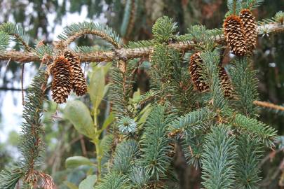 Fotografia da espécie Picea sitchensis