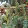Fotografia 13 da espécie Picea sitchensis do Jardim Botânico UTAD