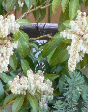 Fotografia 6 da espécie Pieris japonica no Jardim Botânico UTAD