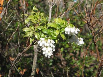 Fotografia da espécie Pieris japonica