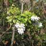 Fotografia 7 da espécie Pieris japonica do Jardim Botânico UTAD