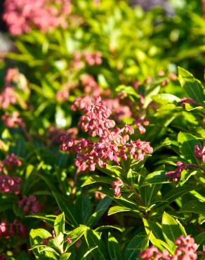 Fotografia 8 da espécie Pieris japonica no Jardim Botânico UTAD