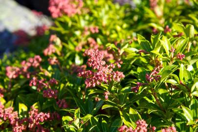 Fotografia da espécie Pieris japonica