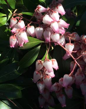 Fotografia 9 da espécie Pieris japonica no Jardim Botânico UTAD