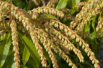 Fotografia da espécie Pieris japonica