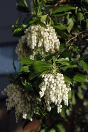 Fotografia da espécie Pieris japonica