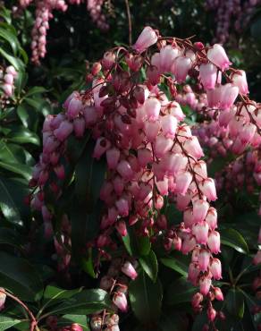 Fotografia 13 da espécie Pieris japonica no Jardim Botânico UTAD