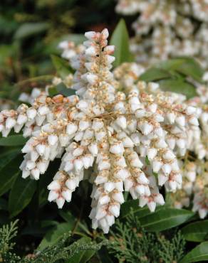 Fotografia 14 da espécie Pieris japonica no Jardim Botânico UTAD