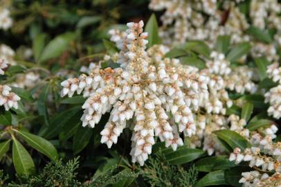 Fotografia da espécie Pieris japonica