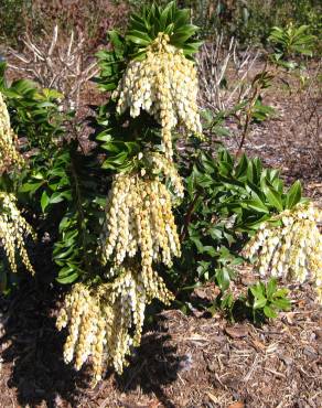 Fotografia 15 da espécie Pieris japonica no Jardim Botânico UTAD