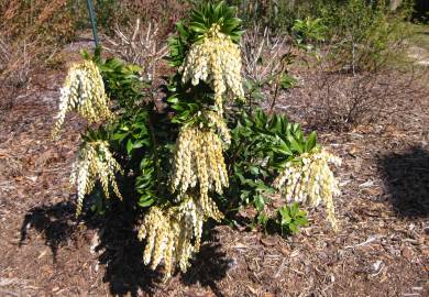 Fotografia da espécie Pieris japonica