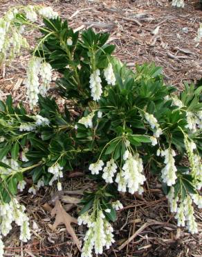 Fotografia 16 da espécie Pieris japonica no Jardim Botânico UTAD