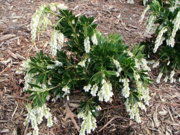 Fotografia da espécie Pieris japonica