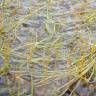 Fotografia 1 da espécie Pilularia globulifera do Jardim Botânico UTAD