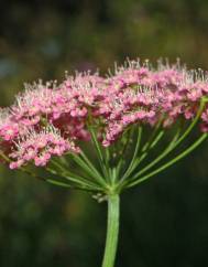 Pimpinella major