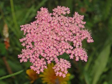 Fotografia da espécie Pimpinella major