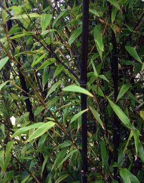 Fotografia 6 da espécie Phyllostachys nigra no Jardim Botânico UTAD