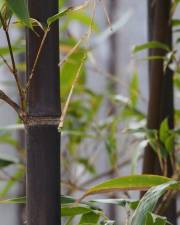 Fotografia da espécie Phyllostachys nigra