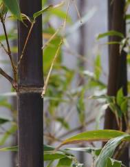 Phyllostachys nigra