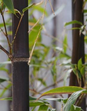 Fotografia 1 da espécie Phyllostachys nigra no Jardim Botânico UTAD