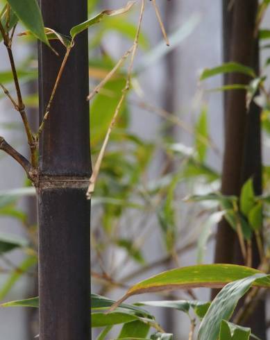 Fotografia de capa Phyllostachys nigra - do Jardim Botânico