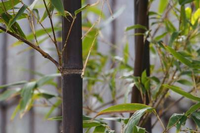 Fotografia da espécie Phyllostachys nigra