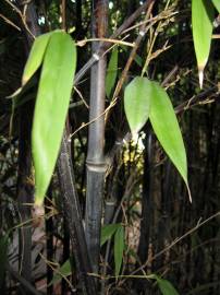 Fotografia da espécie Phyllostachys nigra