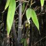 Fotografia 7 da espécie Phyllostachys nigra do Jardim Botânico UTAD