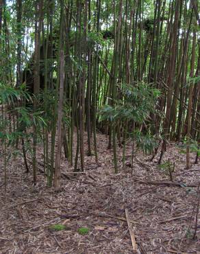 Fotografia 10 da espécie Phyllostachys nigra no Jardim Botânico UTAD