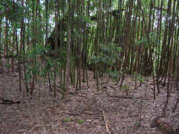 Fotografia da espécie Phyllostachys nigra