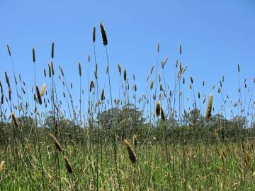 Fotografia da espécie Phalaris aquatica