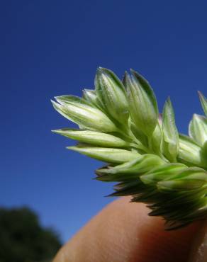 Fotografia 3 da espécie Phalaris aquatica no Jardim Botânico UTAD