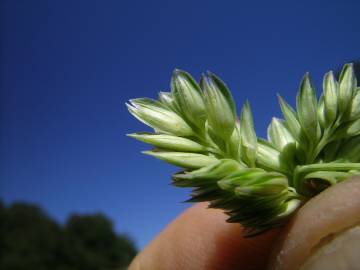 Fotografia da espécie Phalaris aquatica