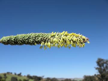 Fotografia da espécie Phalaris aquatica