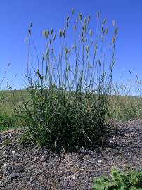 Fotografia da espécie Phalaris aquatica