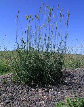 Fotografia 6 da espécie Phalaris aquatica no Jardim Botânico UTAD