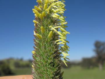 Fotografia da espécie Phalaris aquatica